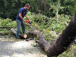 Trusted Rector, AR  Tree Services Experts