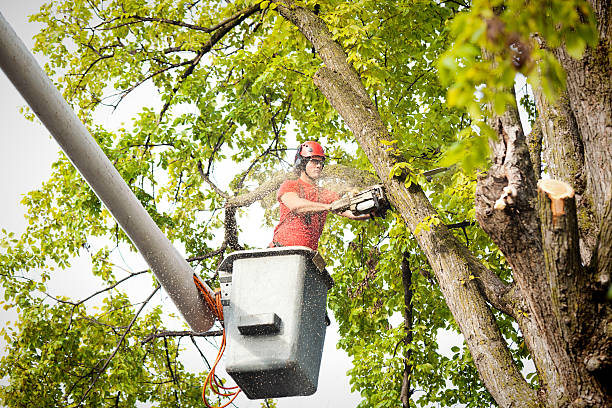 Why Choose Our Tree Removal Services in Rector, AR?